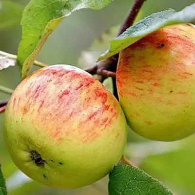 Яблоня РАНЕТКА (КОРОБОВКА) в Кобрине