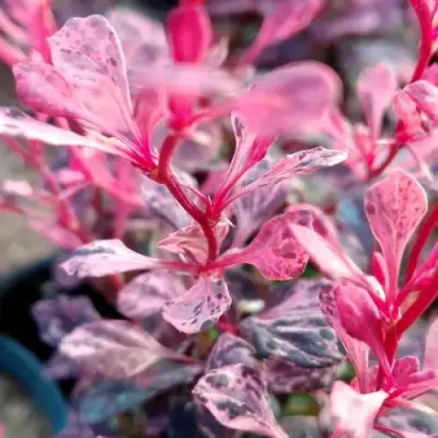 Барбарис РОУЗ ГЛОУ тунберга в Кобрине