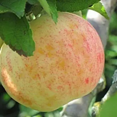 Яблоня ЛЕТНЕЕ СЛАДКОЕ в Кобрине