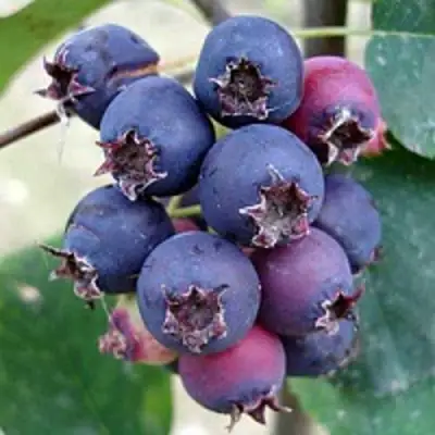 Ирга SLEYT в Кобрине