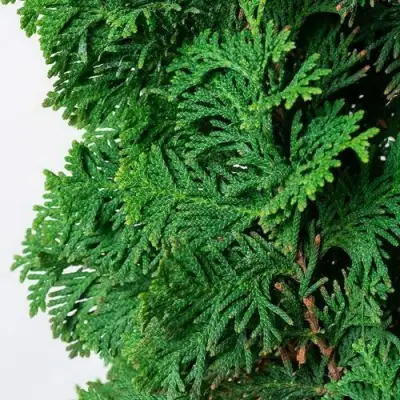 Туя СПИРАЛИС западная в Кобрине