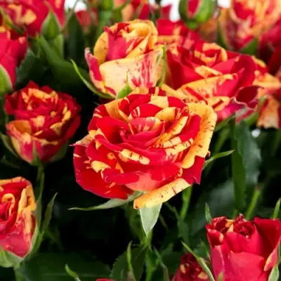 Роза ФАЙЕР ФЛЕШ спрей в Кобрине