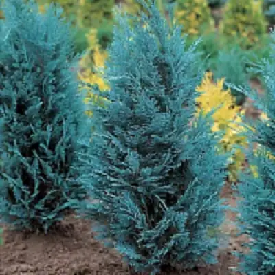 Кипарисовик ВАН ПЕЛЬТС БЛЮ лавсона в Кобрине