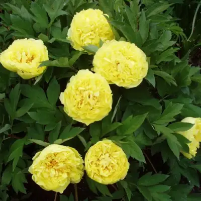 Пион ЗОЛОТАЯ КОРОНА древовидный в Кобрине