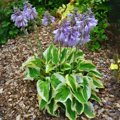 Хоста АУРЕОМАРГИНАТА в Кобрине