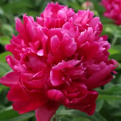 Пион ПЕСНЬ ВЕТРА травянистый в Кобрине