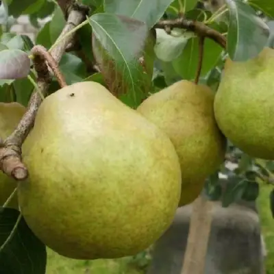 Груша ПЛАТОНОВСКАЯ в Кобрине