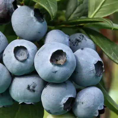 Голубика НЕЛЬСОН в Кобрине