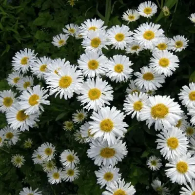 Астра АЛЬБУС альпийская в Кобрине