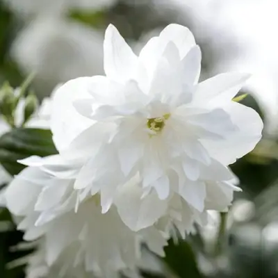 Жасмин МИНЕСОТА СНОУФЛЕЙК в Кобрине