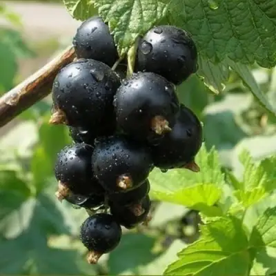 Смородина черная ПИГМЕЙ в Кобрине