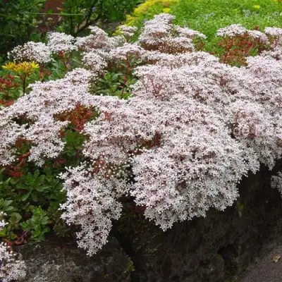 Очиток (седум) МУРАЛЕ белый в Кобрине