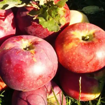 Яблоня АПОРТ в Кобрине