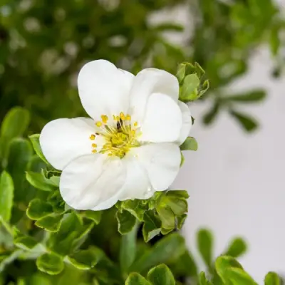 Лапчатка СНОУБЕРД кустарниковая в Кобрине