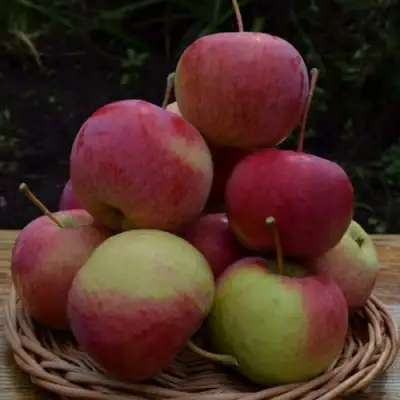 Яблоня РОДНИКОВАЯ в Кобрине