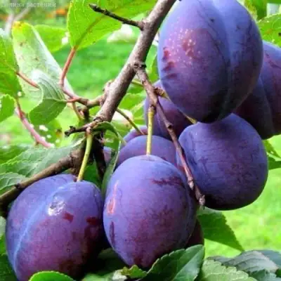 Слива ВЕНГЕРКА БЕЛОРУССКАЯ в Кобрине