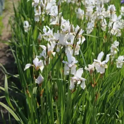 Ирис АЛЬБА сибирский в Кобрине