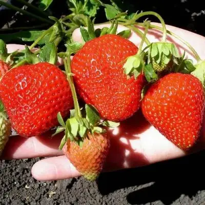 Клубника САН АНДРЕАС ремонтантная в Кобрине