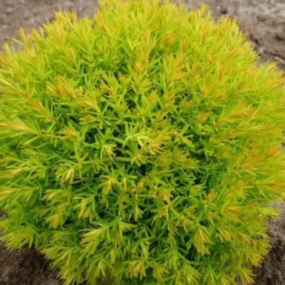 Туя АННИЕК западная в Кобрине