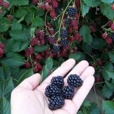 Ежевика ОРКАН бесшипная  в Кобрине