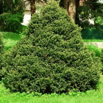 Ель ОЛЕНДОРФИ обыкновенная в Кобрине