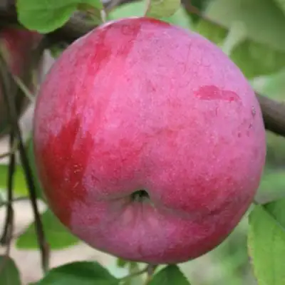 Яблоня БРЯНСКОЕ РОЗОВОЕ в Кобрине