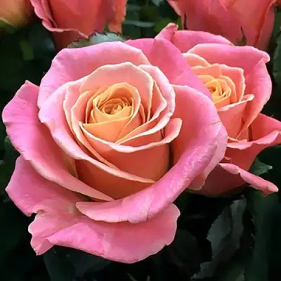 саженцы розы Мисс Пигги