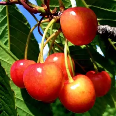 Черешня ФАТЕЖ в Кобрине