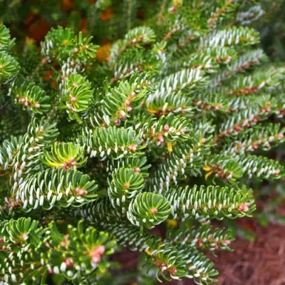 Пихта белая в Кобрине