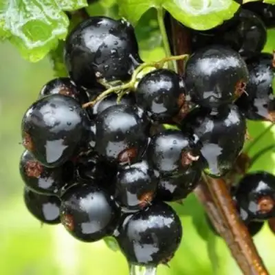 Смородина черная БЫЛИННАЯ (ВЕРНОСТЬ) в Кобрине