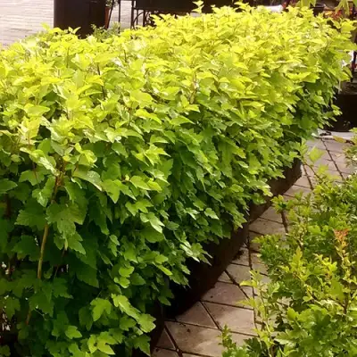 Комплект АНГЕЛ ГОЛД в Кобрине