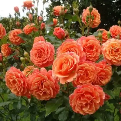 Роза БЕЛЬВЕДЕР шраб в Кобрине