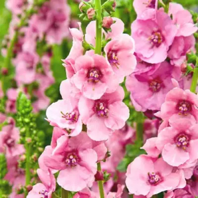 Коровяк ПИНК ДОМИНО гибридный (вербаскум) в Кобрине
