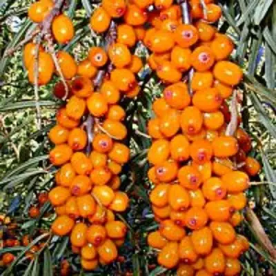 Облепиха СУДАРУШКА в Кобрине