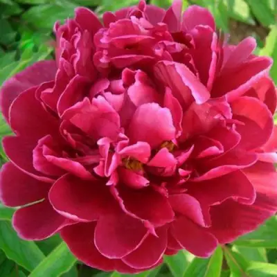 Пион КИТАЙСКИЙ ШЕЛК травянистый в Кобрине