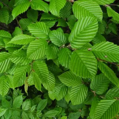 Граб  в Кобрине