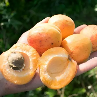 Абрикос ХАРГРАНД в Кобрине