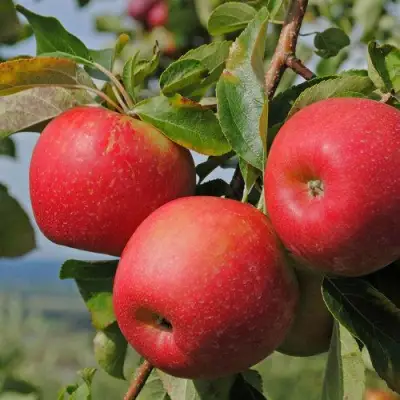 Яблоня ГАЛА МАСТ в Кобрине