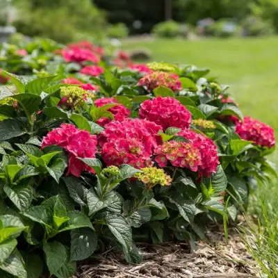 Гортензия ЭНДЛЕСС САММЕР ЛАВ крупнолистная в Кобрине