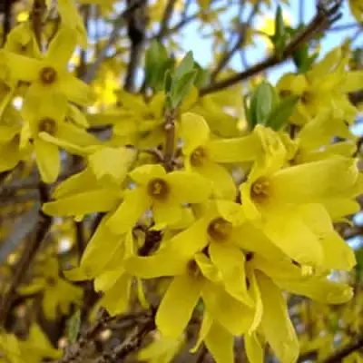 Форзиция ФОРЧУНА в Кобрине