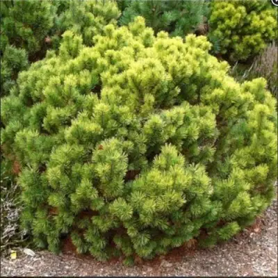 Ель ДАНС ДВАРФ обыкновення в Кобрине