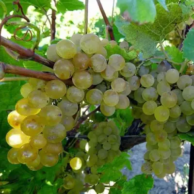 Виноград КРИСТАЛЛ в Кобрине