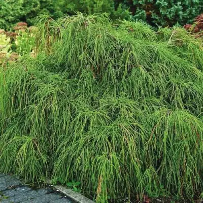 Кипарисовик ФИЛИФЕРА НАНА горохоплодный  в Кобрине