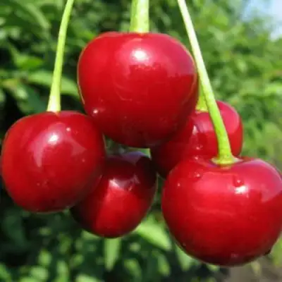 Дюк ПРЕВОСХОДНАЯ ВЕНЬЯМИНОВА в Кобрине