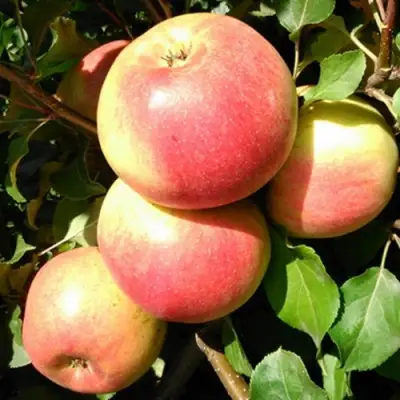 Яблоня ЭМБАССИ в Кобрине