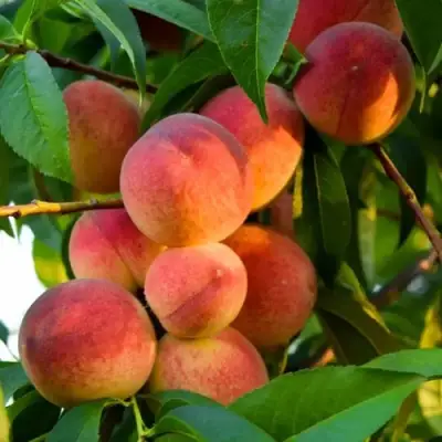 Персик ЗОЛОТОЙ ЮБИЛЕЙ в Кобрине