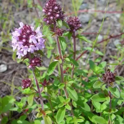 Тимьян яйцевидный в Кобрине