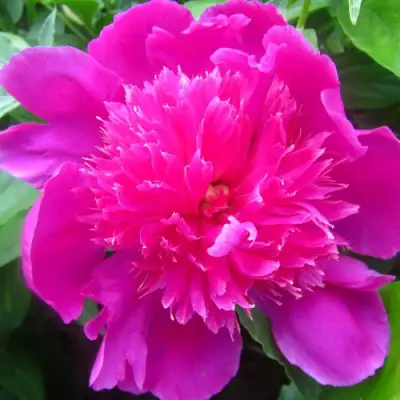 Пион РОЗОВЫЙ БУДДА травянистый в Кобрине