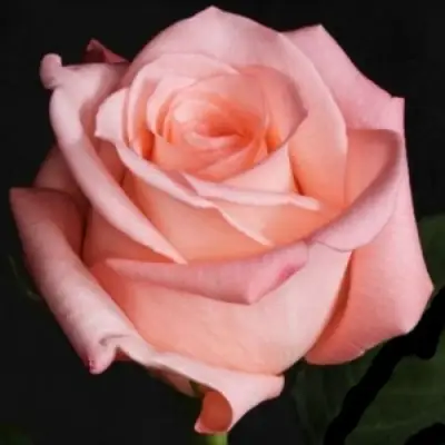 Роза АНГАЖЕМЕНТ чайно-гибридная в Кобрине