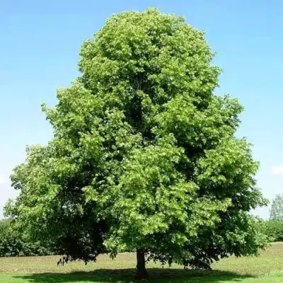 Липа мелколистная в Кобрине